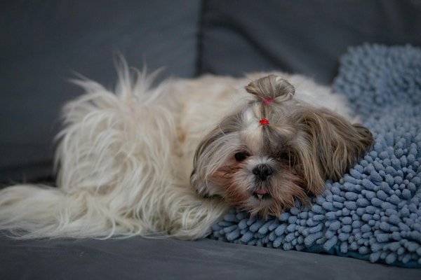 Comment brosser les dents de son chien ?