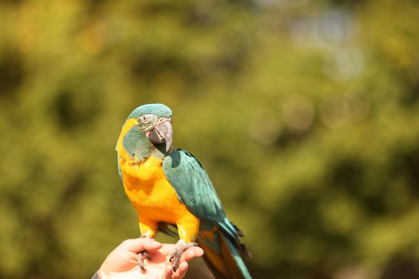 Les insectes polaires : Une vie au ras du sol glacé