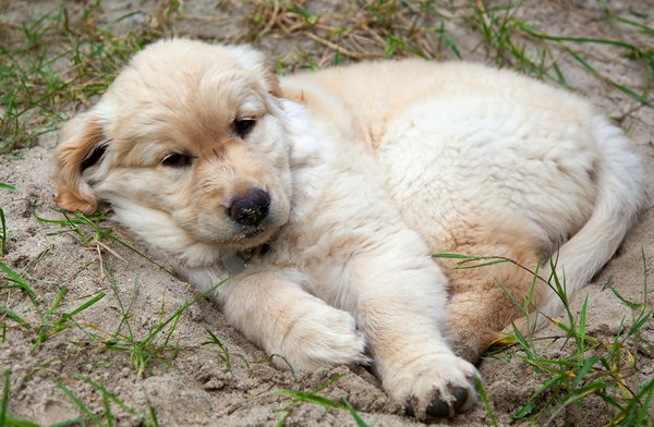 Enclos de caméléon: Créer un habitat idéal